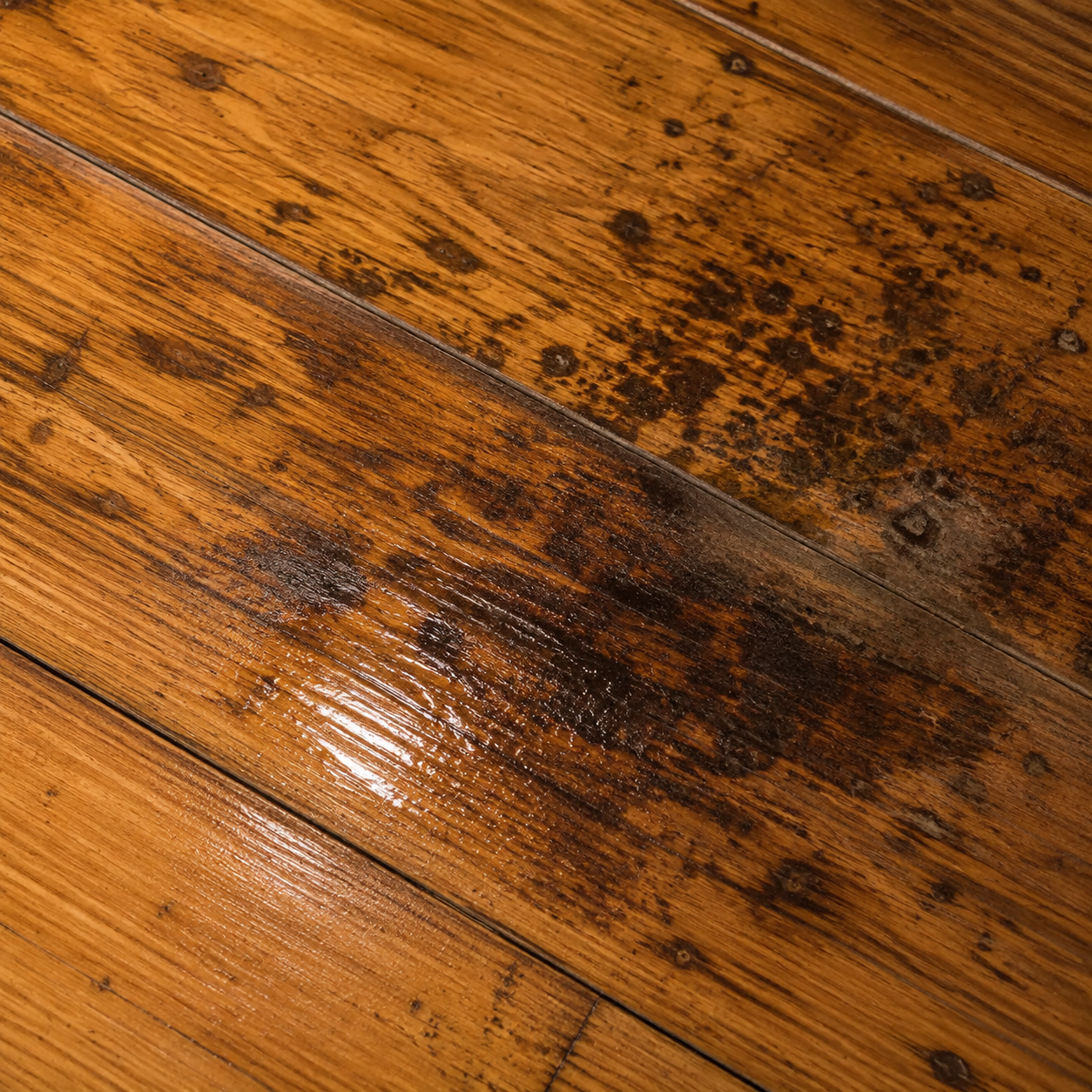 Mold and mildew summary